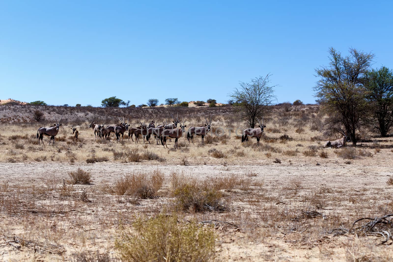Gemsbok, Oryx gazella, Kgalagadi Transfrontier Park, Namibia, true wildlife