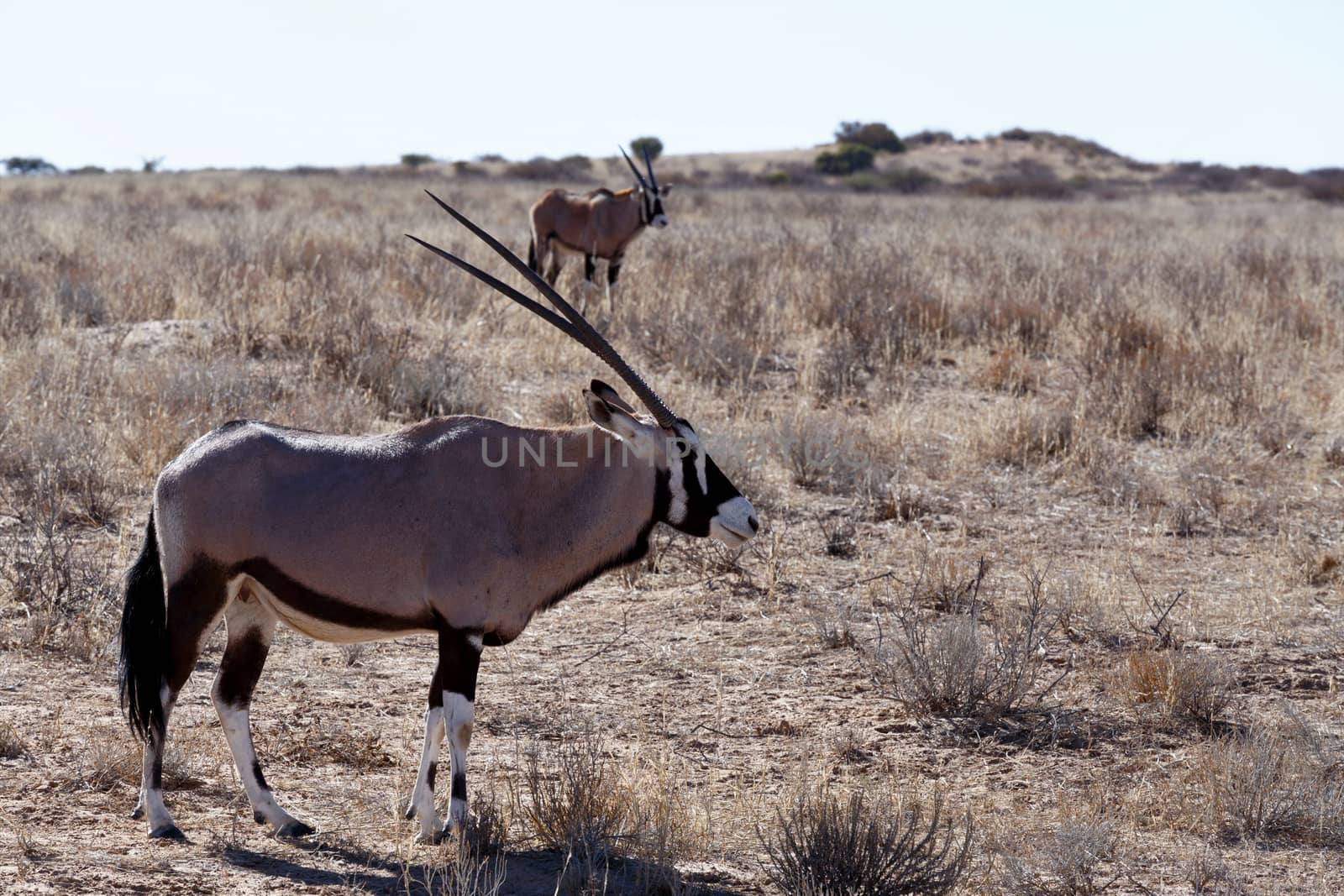 Gemsbok, Oryx gazella, Kgalagadi Transfrontier Park, Namibia, true wildlife