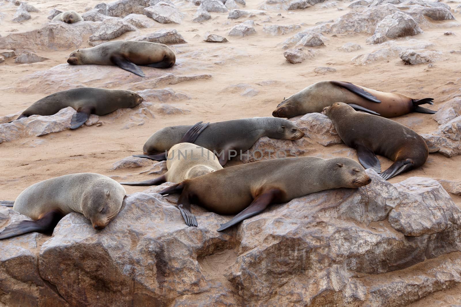 huge colony of Brown fur seal, Arctocephalus pusillus, in Cape Cross, Namibia, wide angle view, true wildlife photography