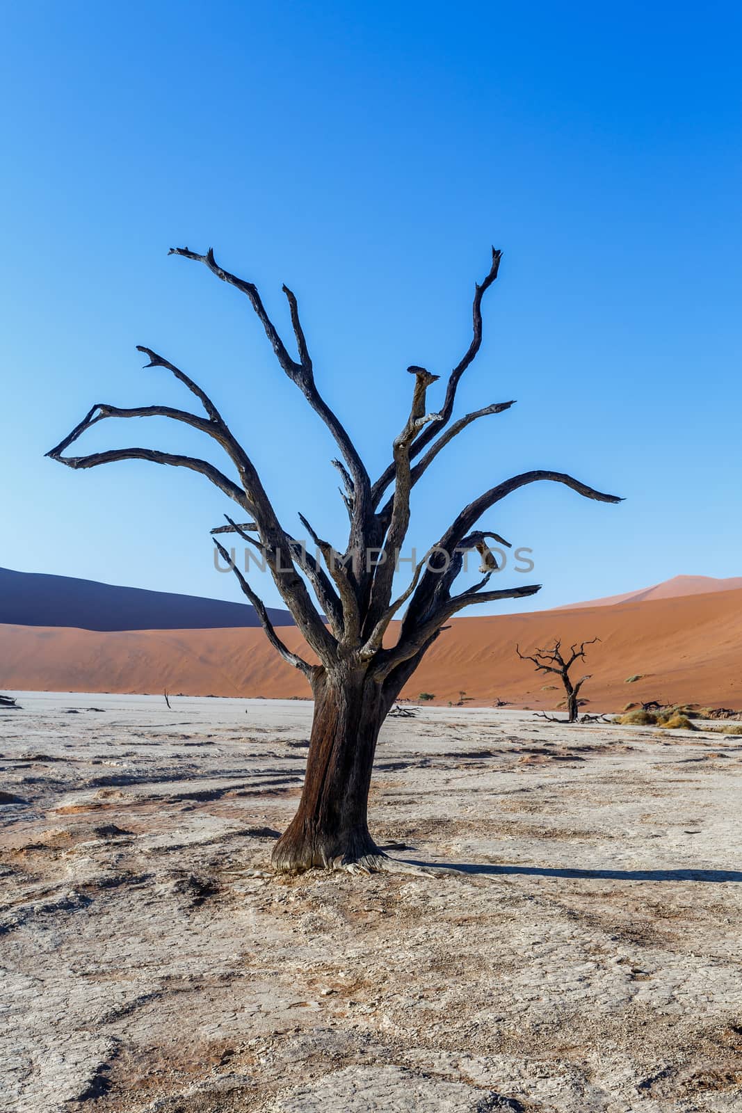 Sossusvlei beautiful sunrise landscape of hidden death valley in Namibian desert with blue sky, best place in Namibia