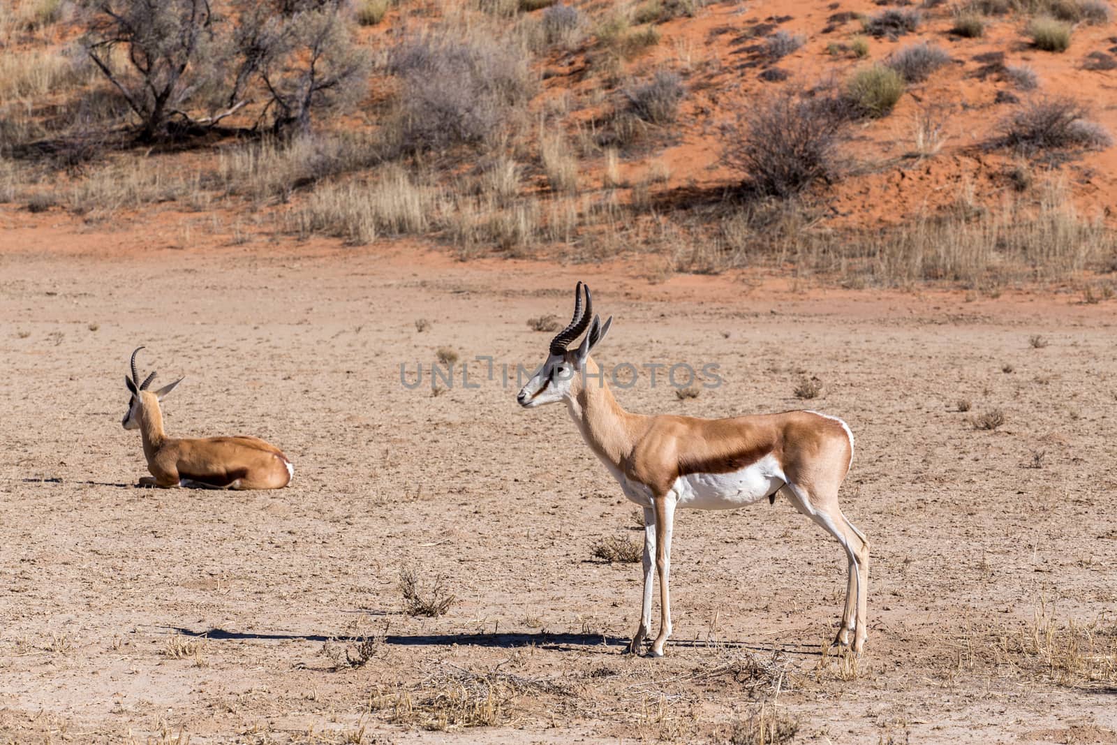 Portrait of Springbok Antidorcas marsupialis, Kgalagadi Transfontier park, South Africa. True wildlife photography