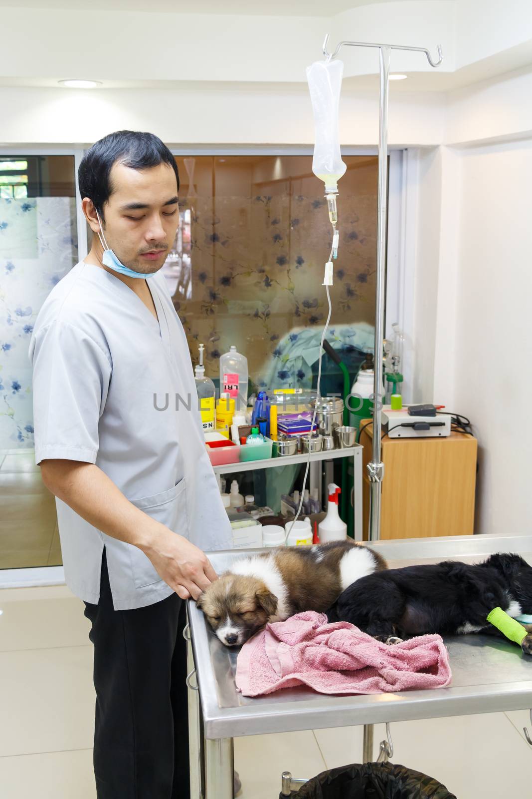 veterinarian care illness puppy in veterinary clinic ,Thailand by stockdevil