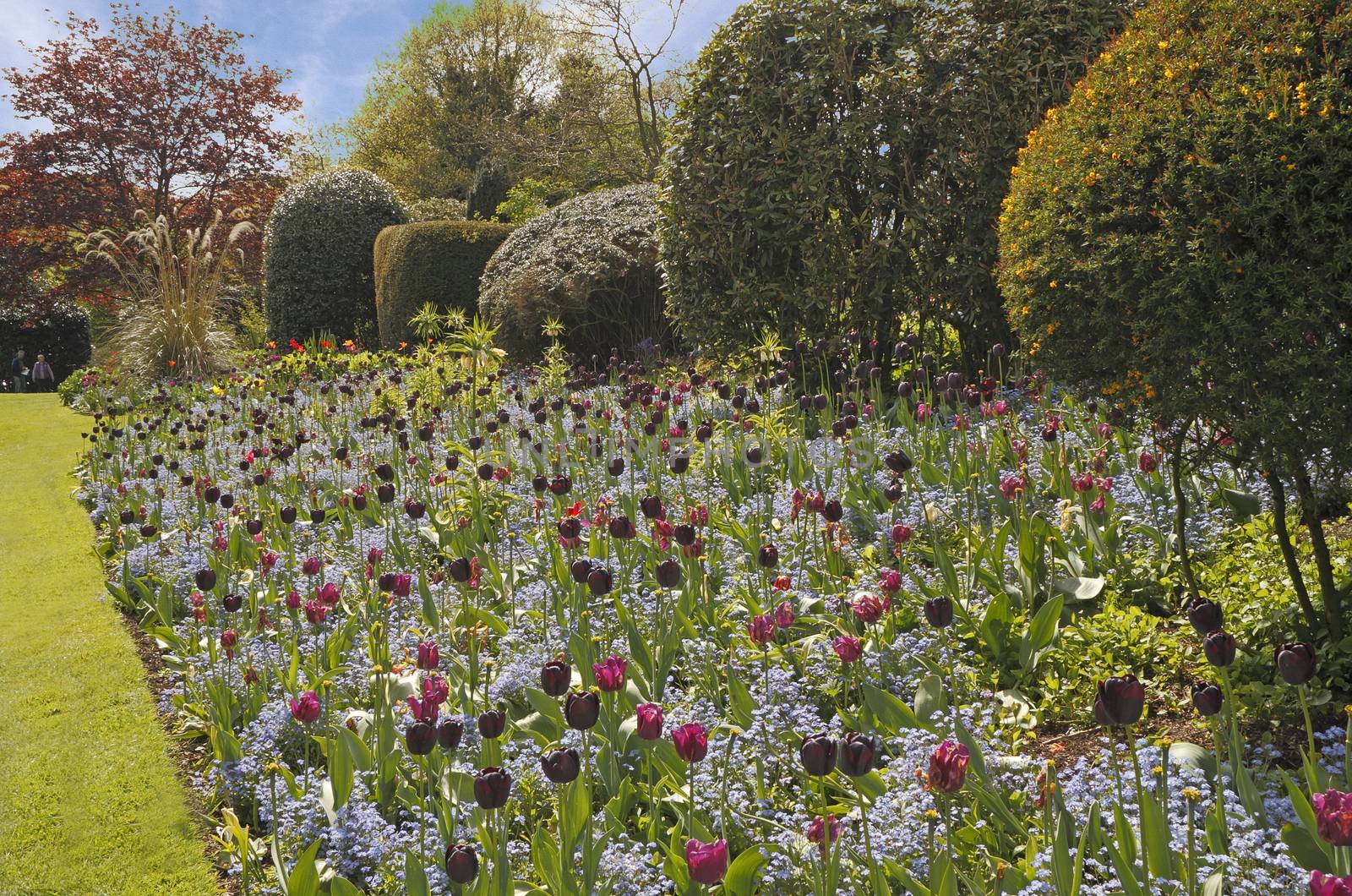 A spring border of Tulips and Forget me nots at the Dorothy Clive garden in Shropshire, England.