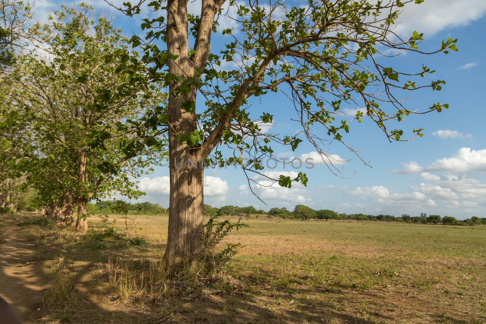 Big trees planted on the side of a meadow on a beautiful sunny day