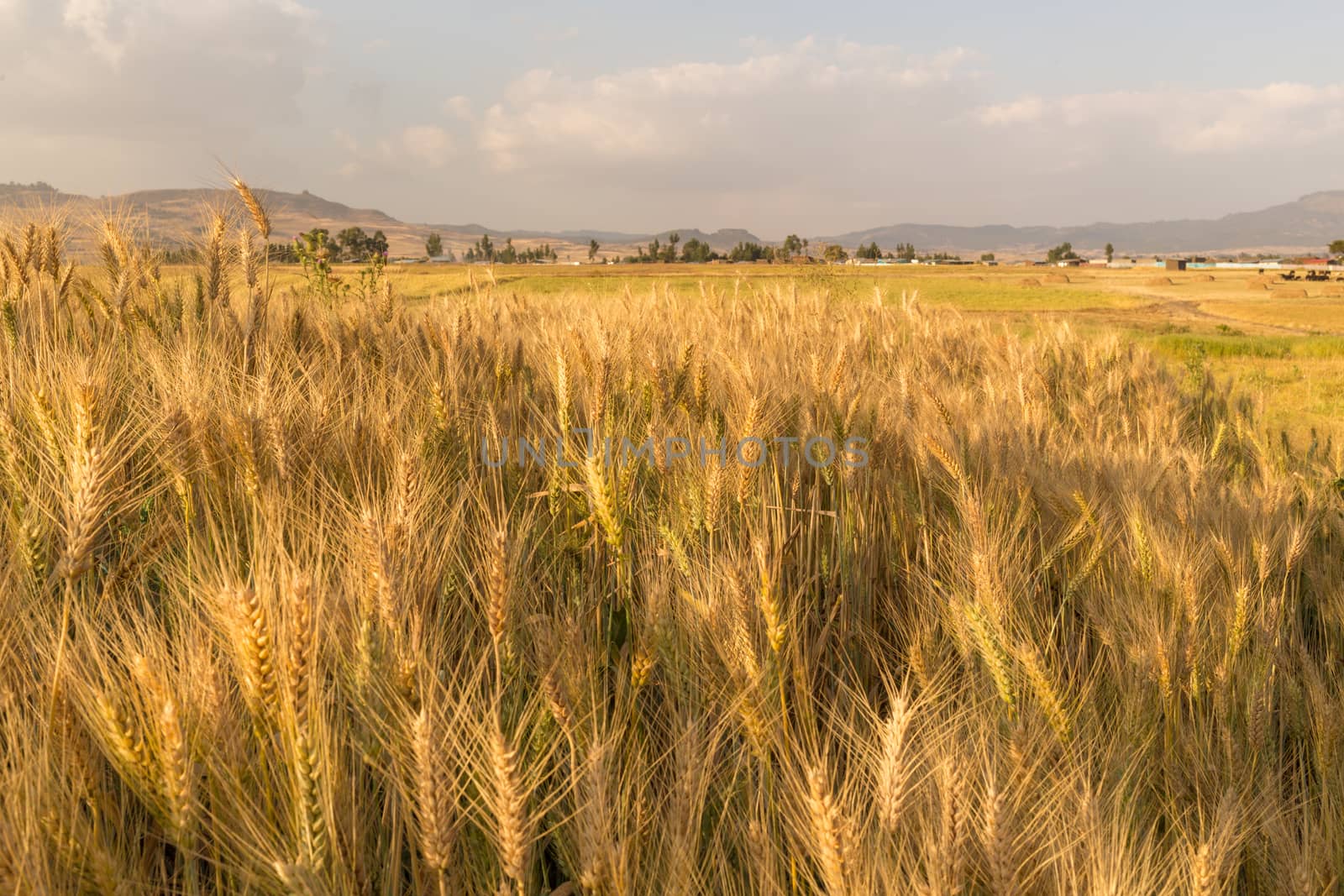 Wheat field in a rural farmlands of Ethiopia lit by the golden lights of a setting sun