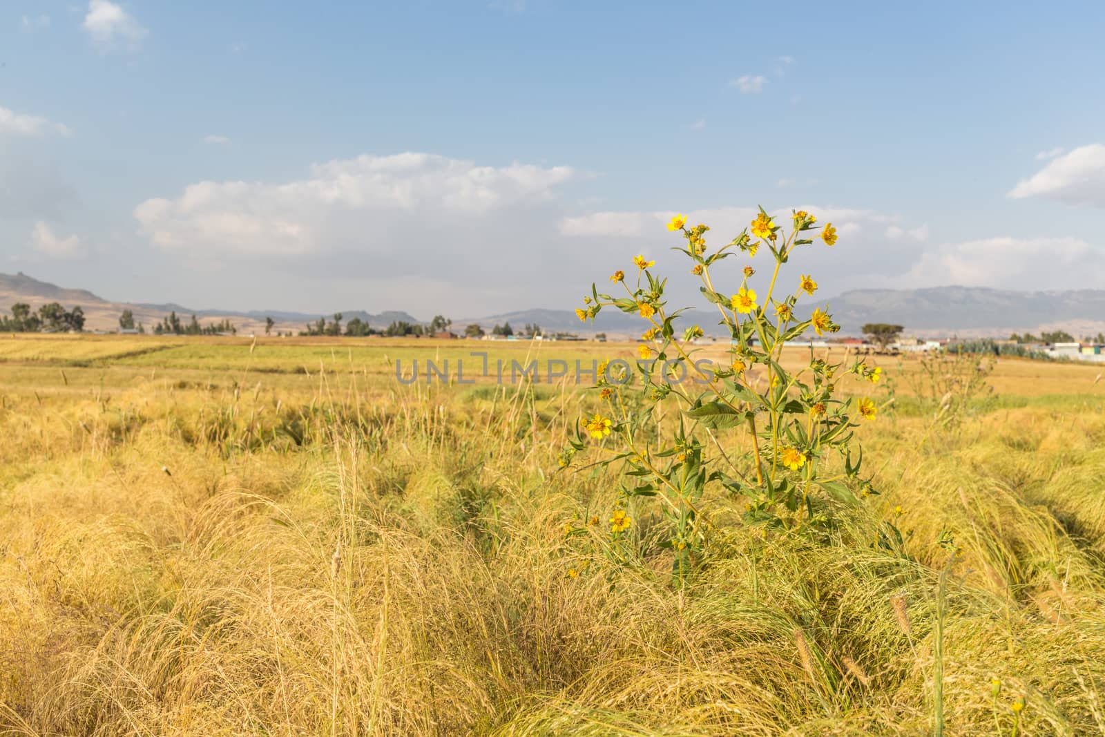Wheat field by derejeb