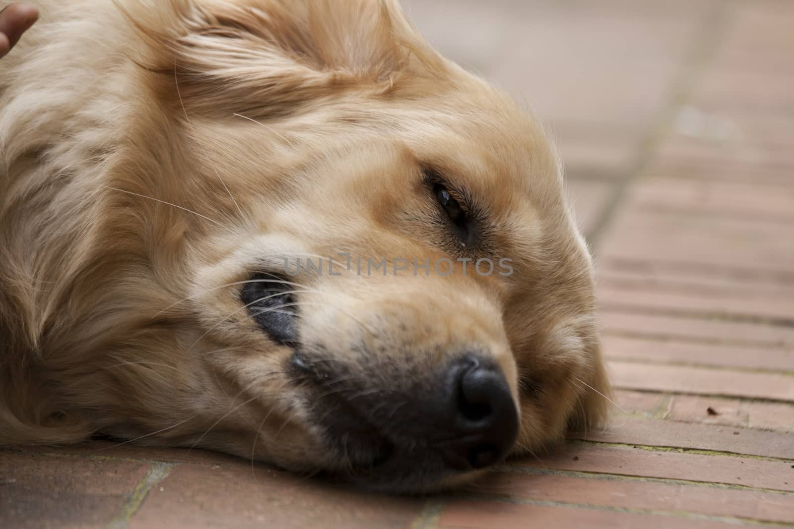 Portrait of a beutiful golden retriever