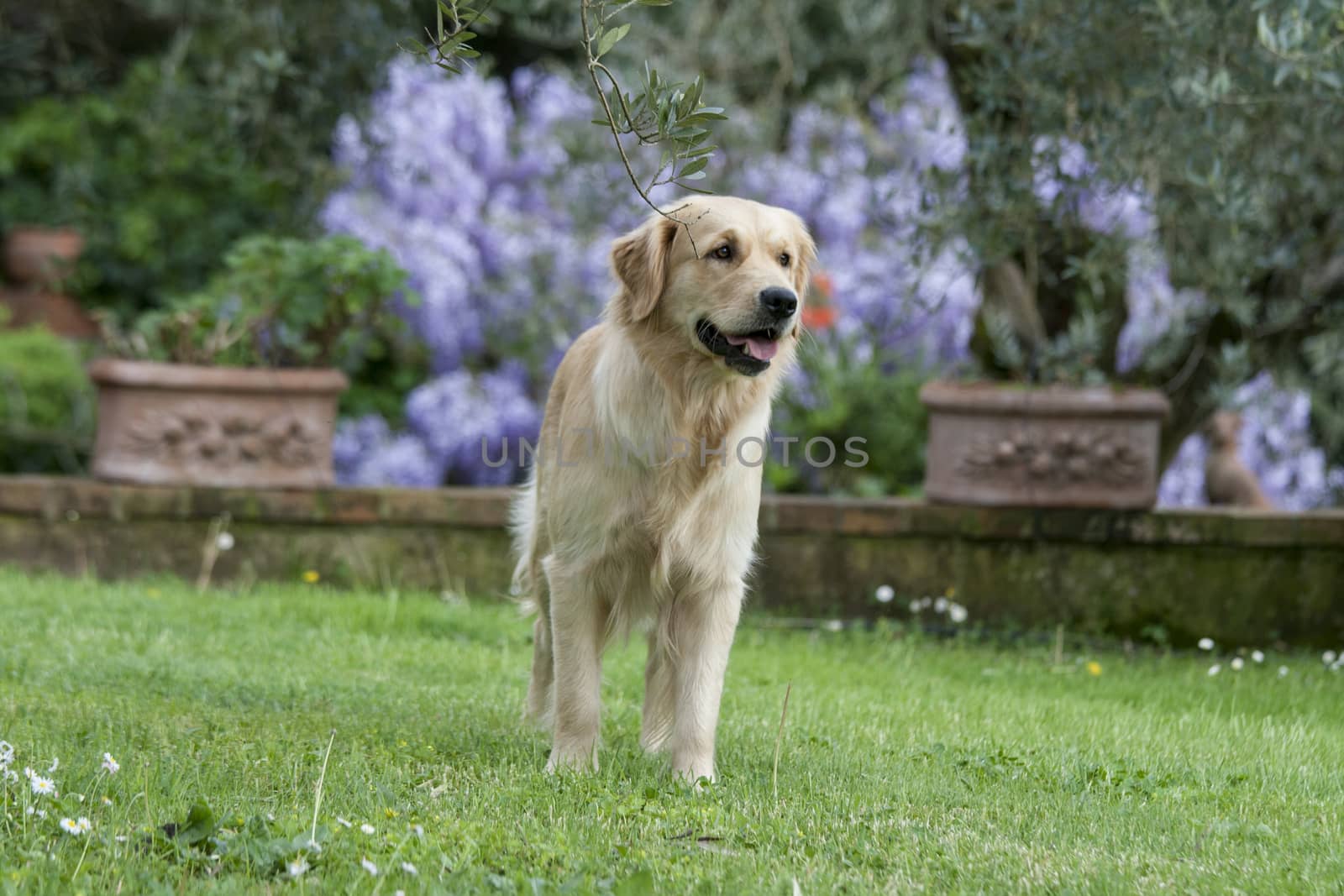 Portrait of a dog by stefanoventuri