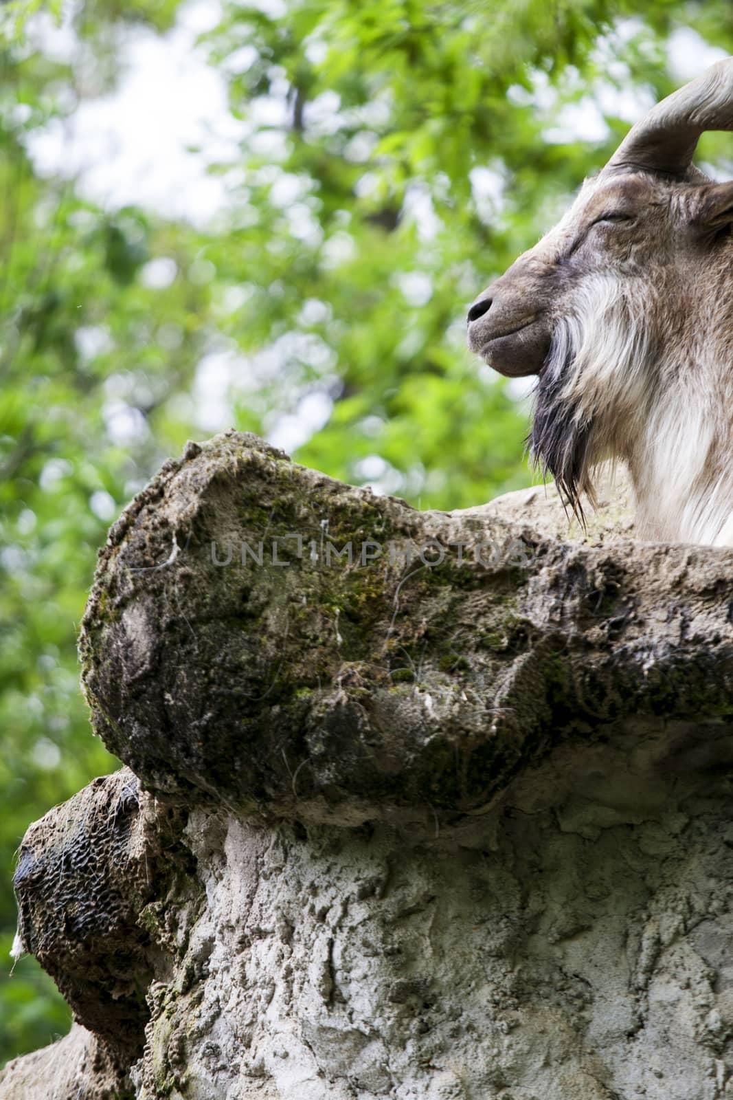 Markhor resting on a rock 