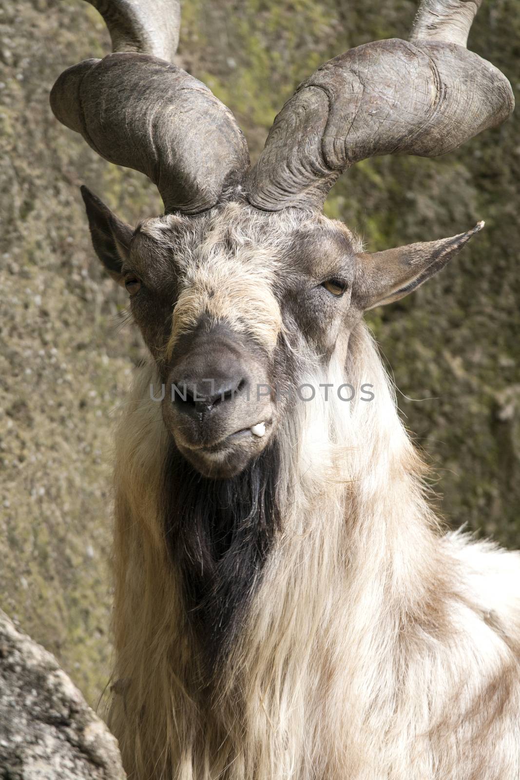 Markhor resting on a rock  by stefanoventuri