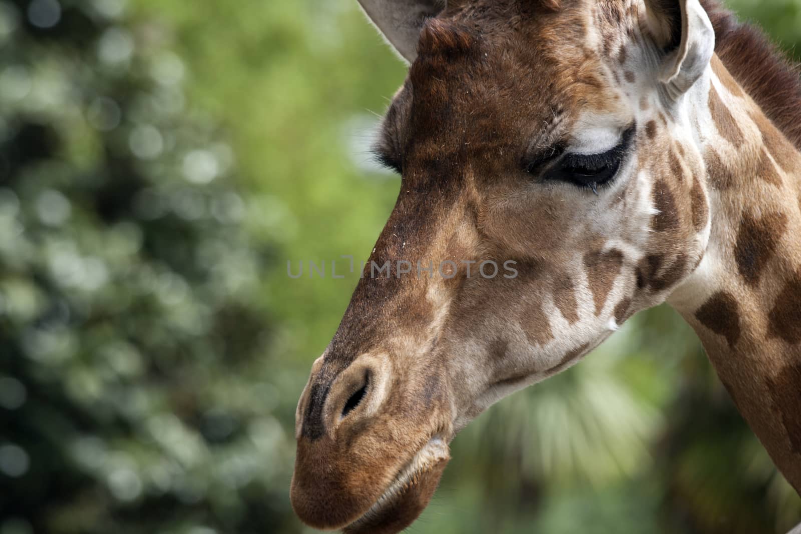 Portrait of a curiuos giraffe by stefanoventuri