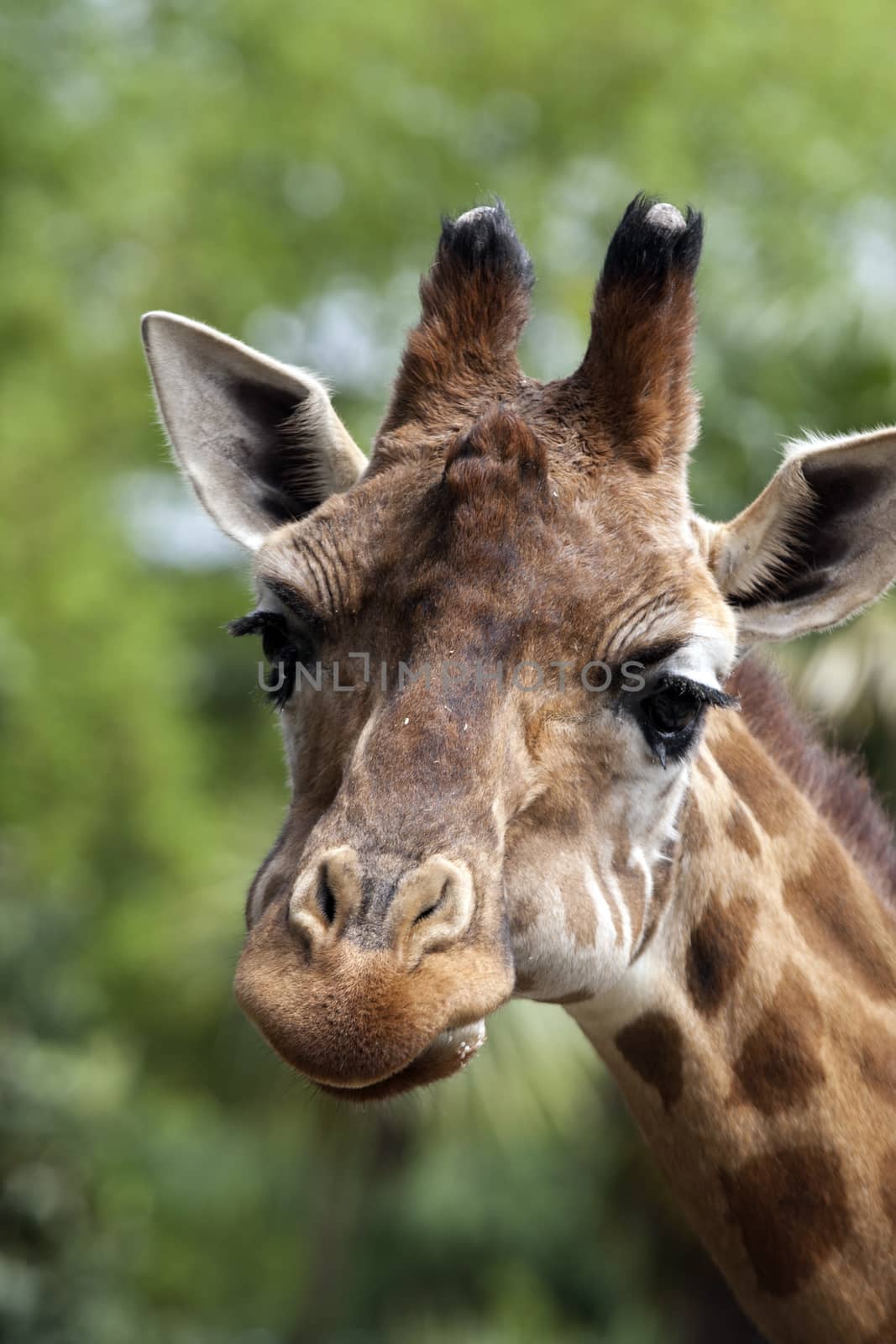 Portrait of a curiuos giraffe by stefanoventuri