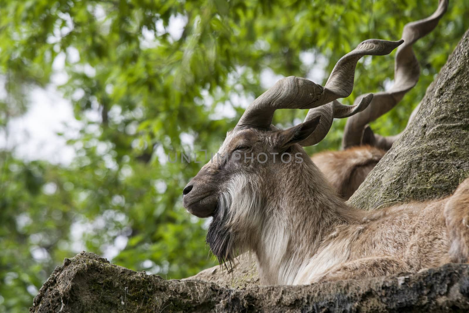 Markhor resting on a rock 