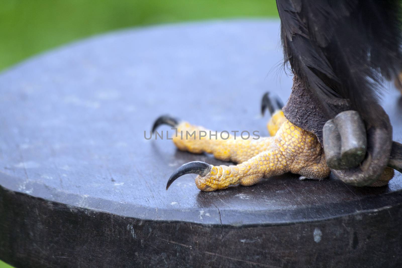 Claws of a white-headed eagle