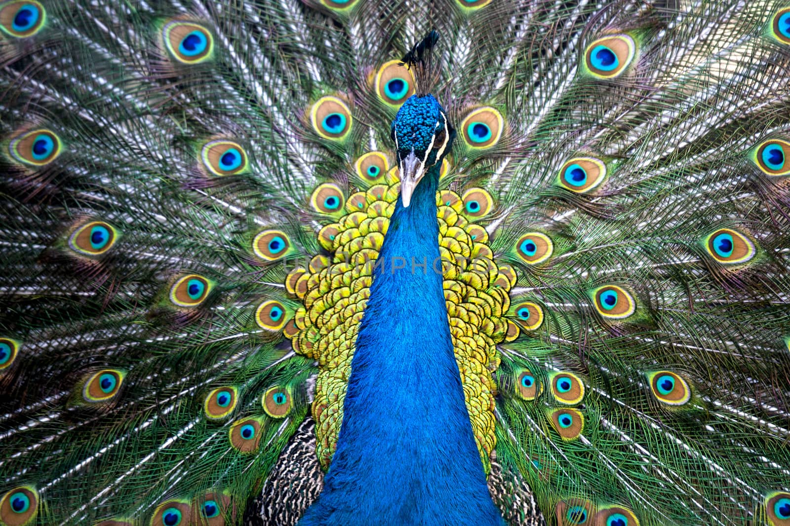 Portrait of beautiful peacock with feathers out 