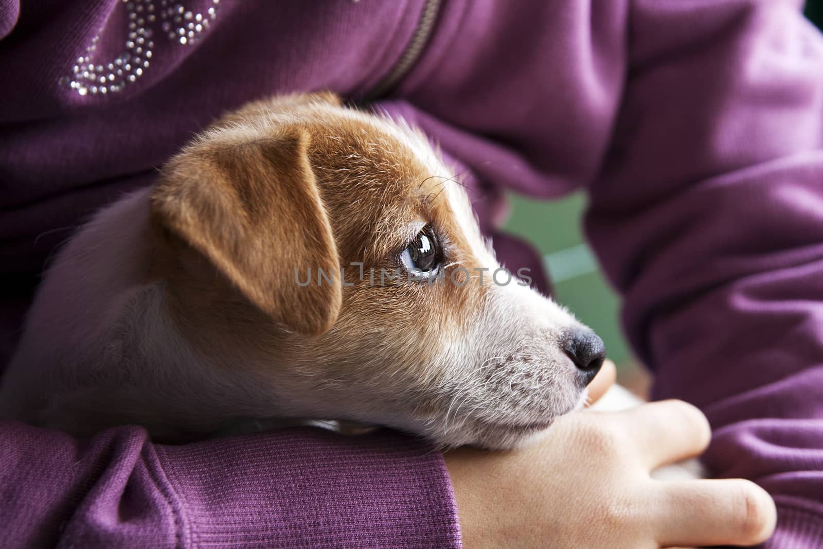 A very sweet puppy of Jack Russel