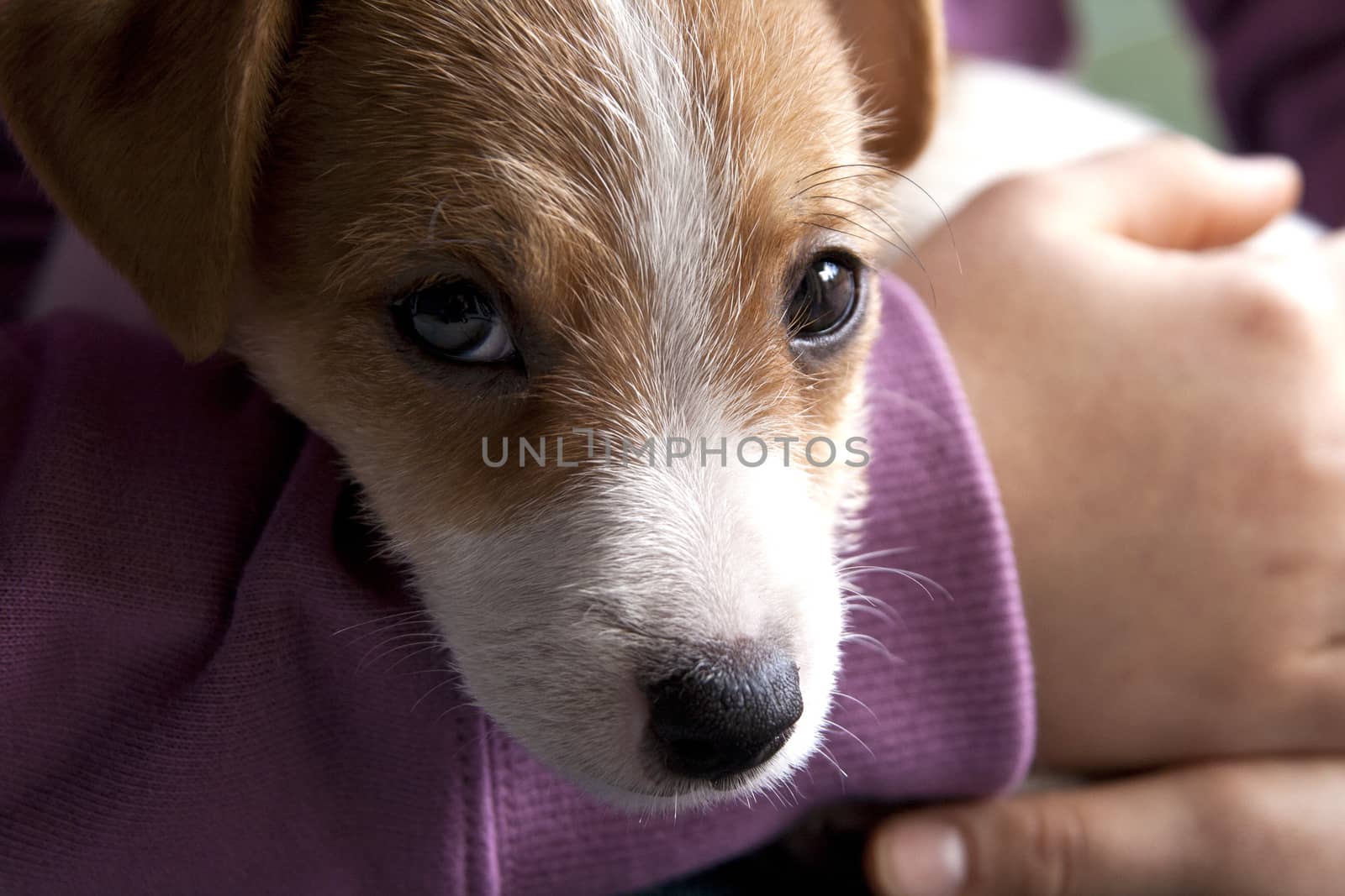 A puppy of Jack Russel by stefanoventuri