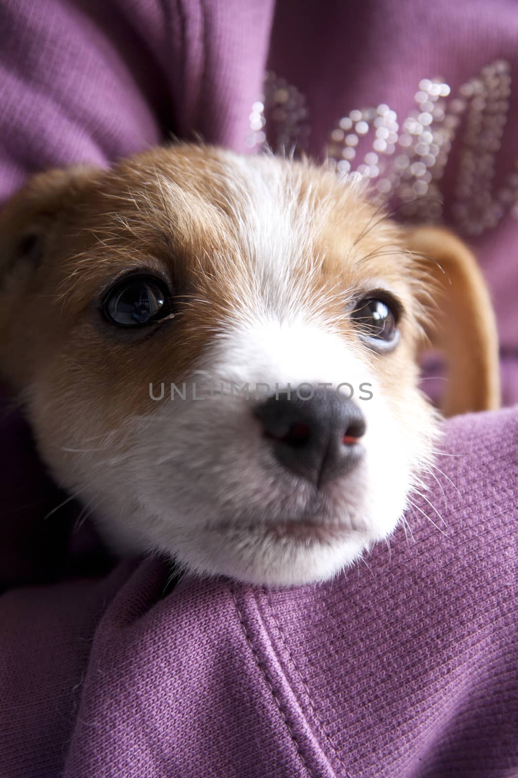 A very sweet puppy of Jack Russel