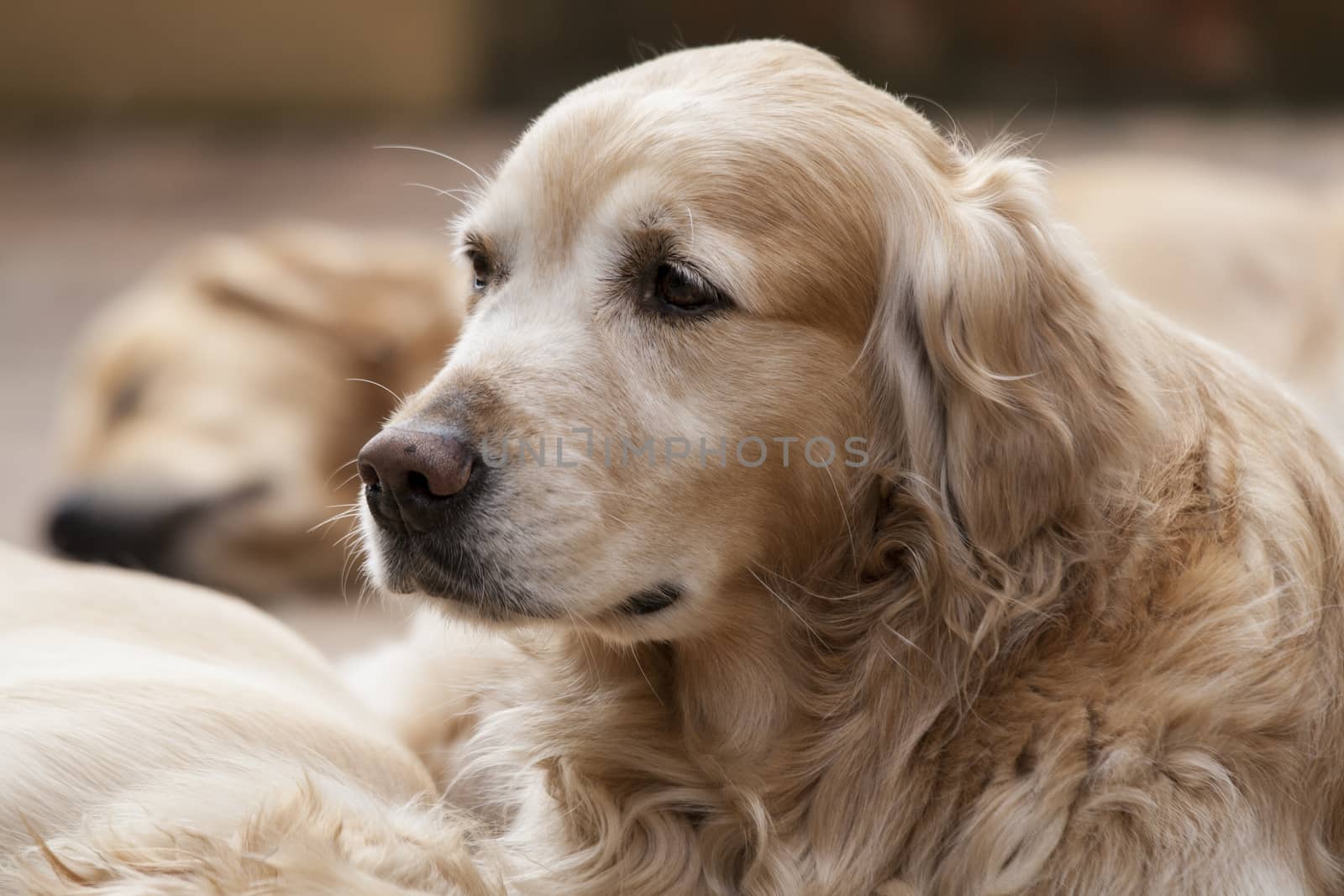 Portrait of a dog by stefanoventuri