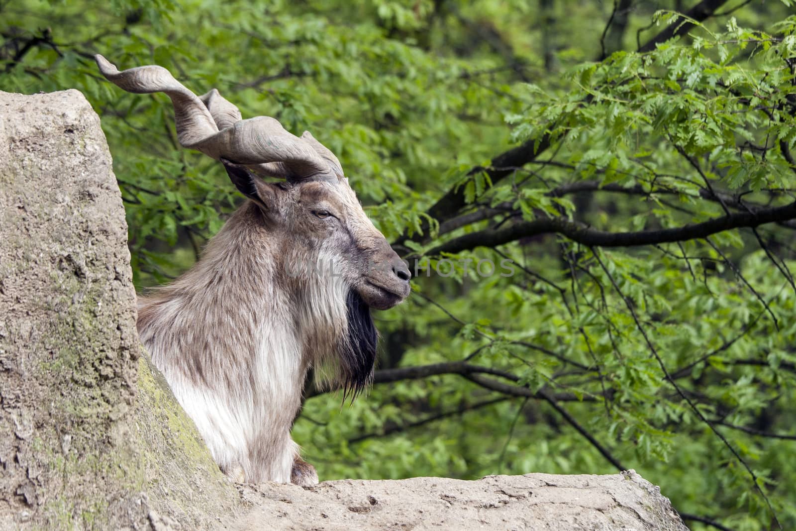 Markhor resting on a rock  by stefanoventuri