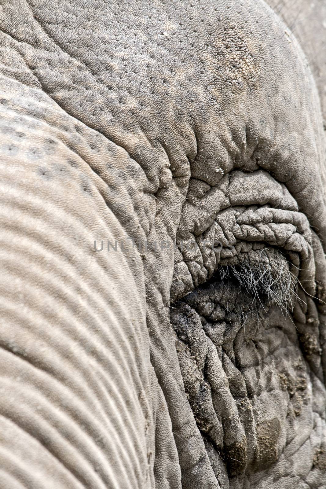 Eye of an elephant by stefanoventuri