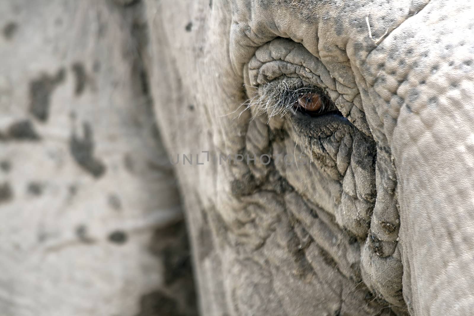 Eye of an elephant by stefanoventuri