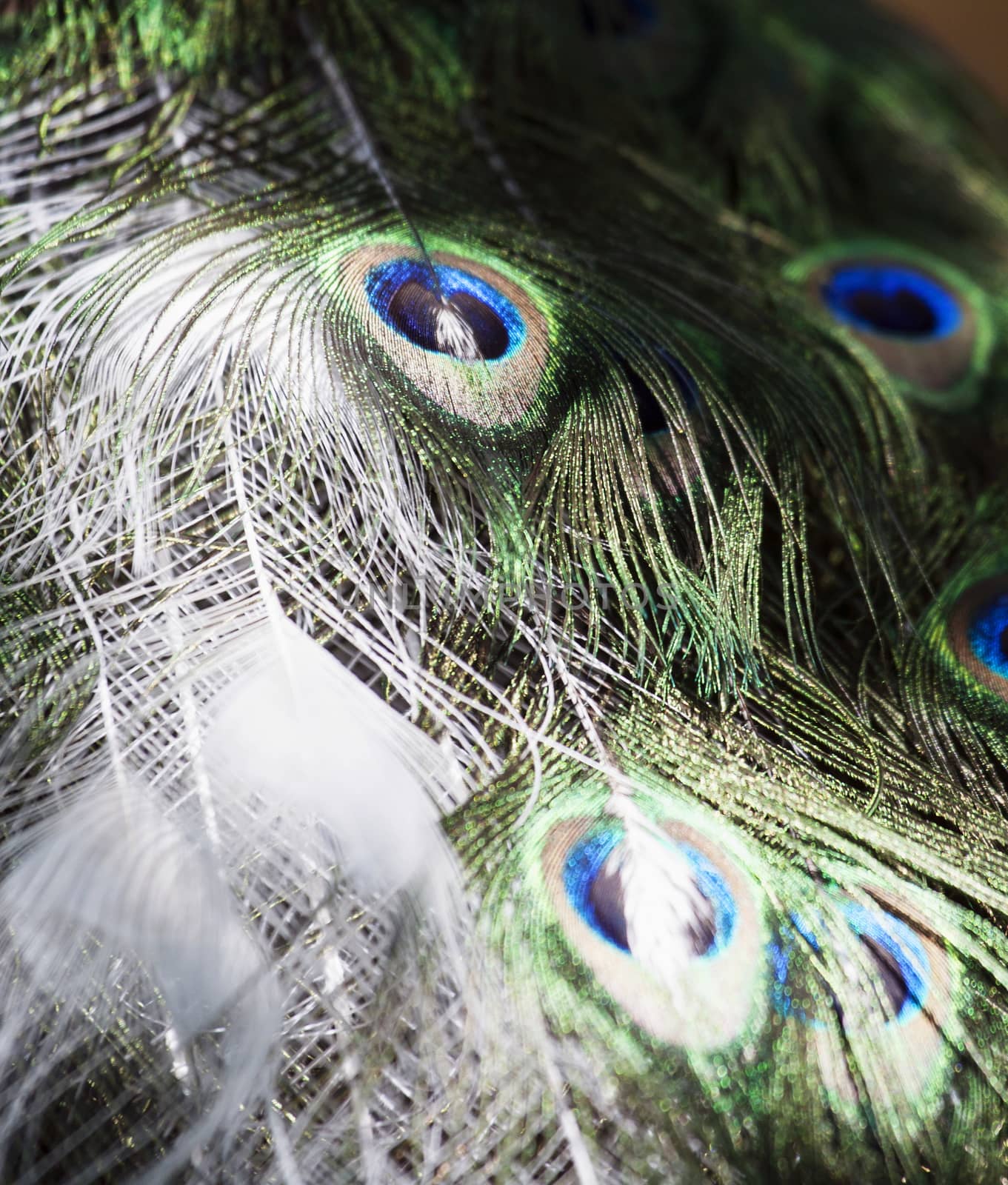 Particular of a white peacock