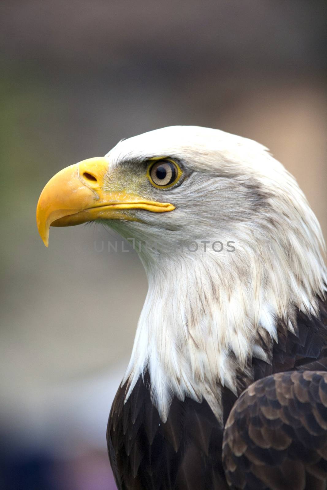 A beautiful american white-headed eagle by stefanoventuri