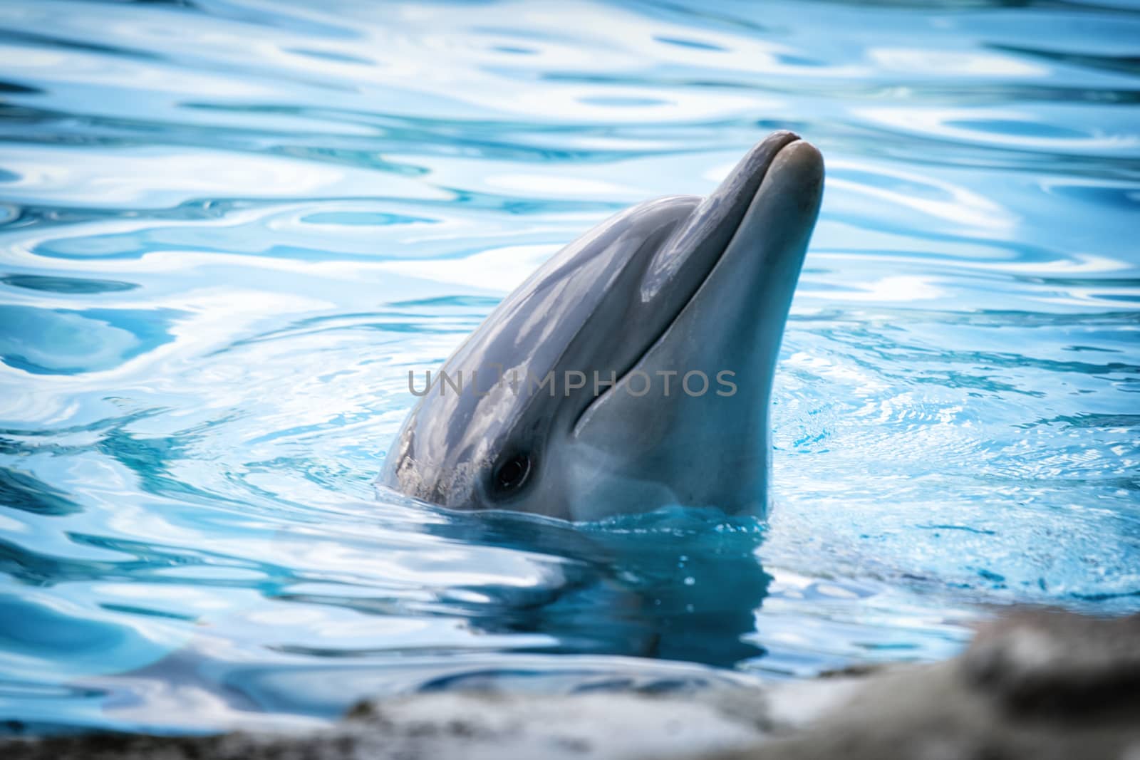 Beautifu smiling dolphin in a swimming pool