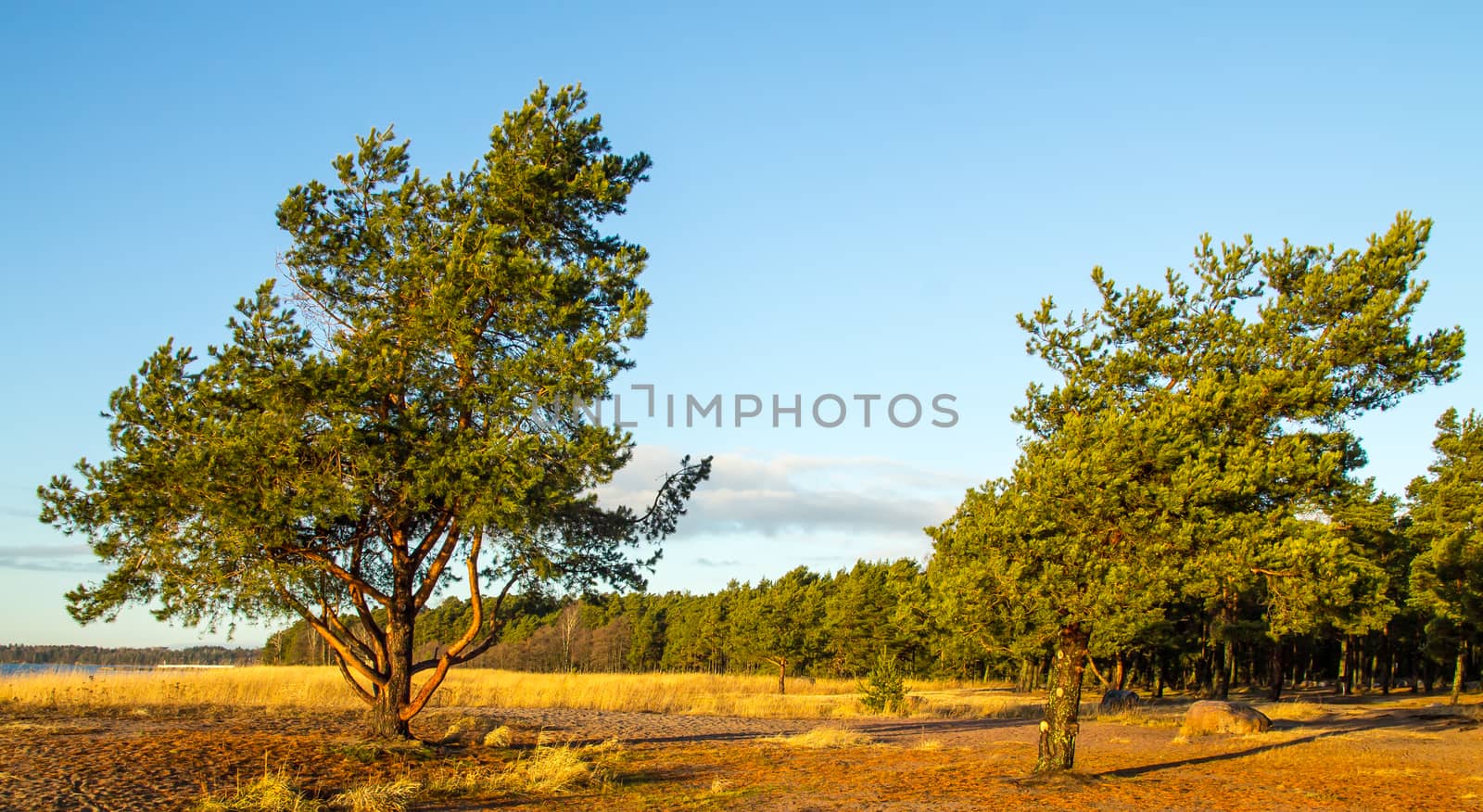 Pine trees in trhe morning light by Alexanderphoto
