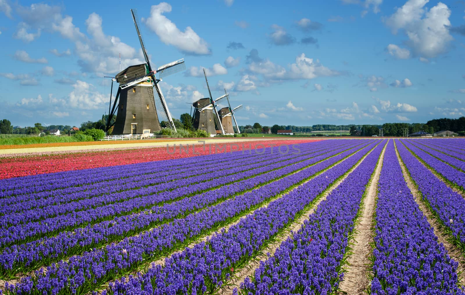 Flowers and windmills in Holland by pljvv