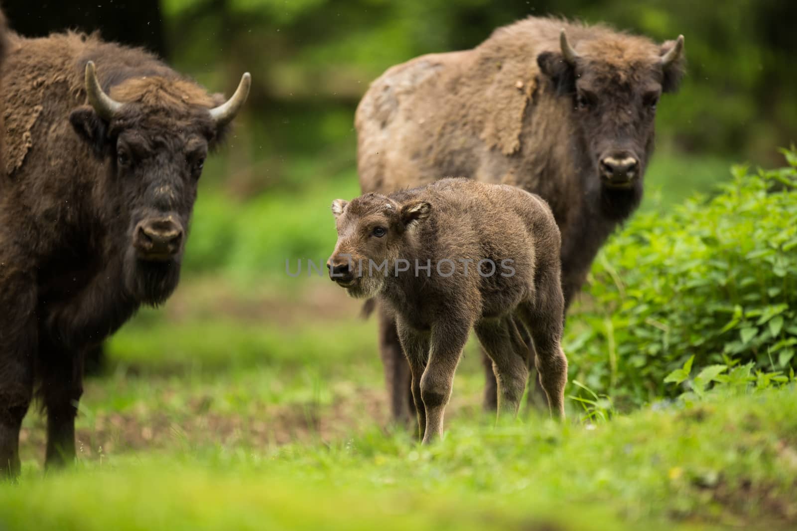 European bison (Bison bonasus) by viktor_cap