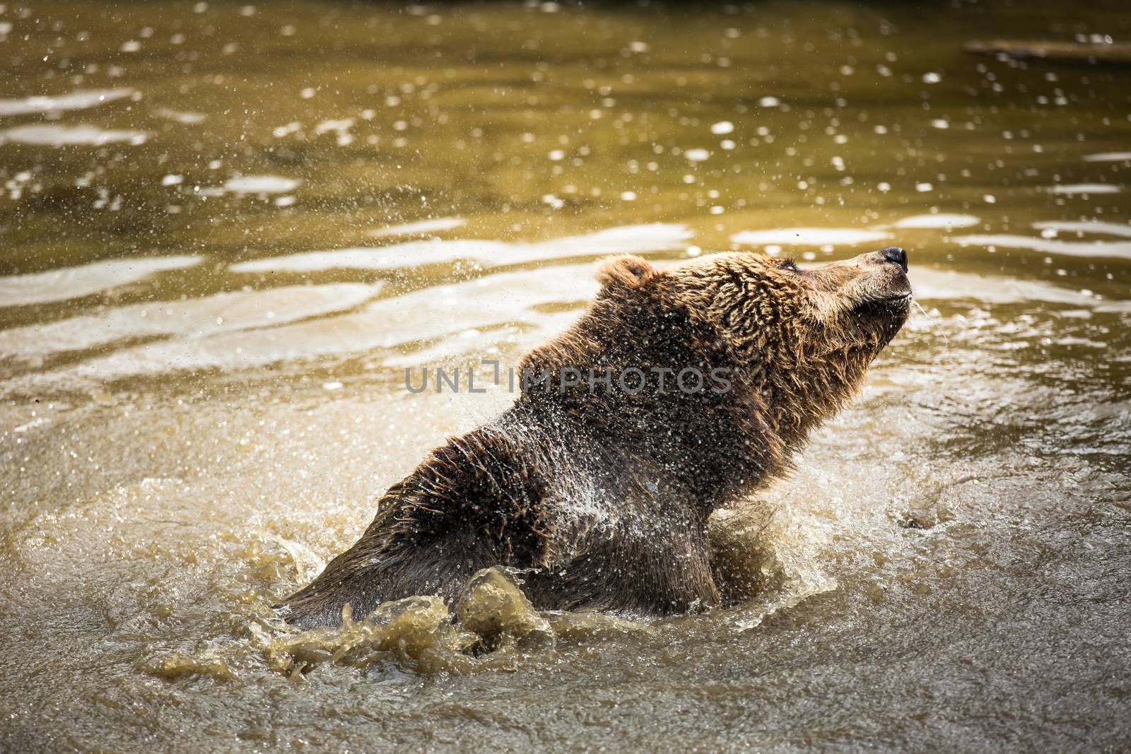 Brown bear (Ursus arctos)