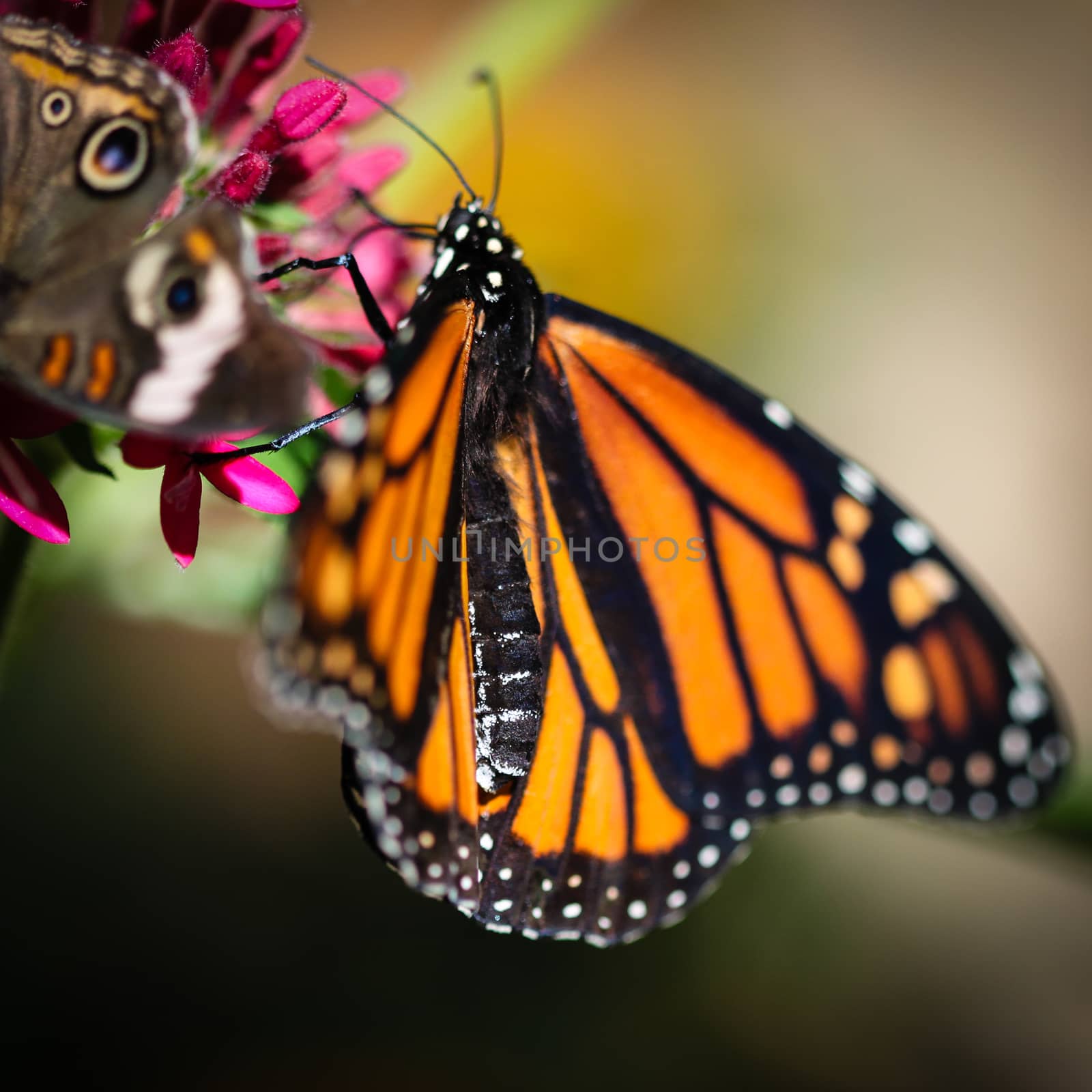 A colorful Monarch Danaus Plexippus butterfly.