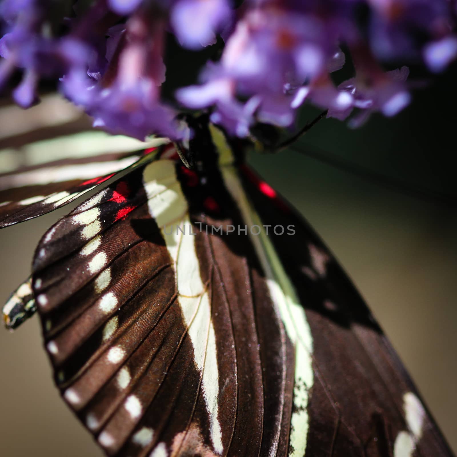 A colorful Zebra Heliconian Heliconius Charithonia butterfly.