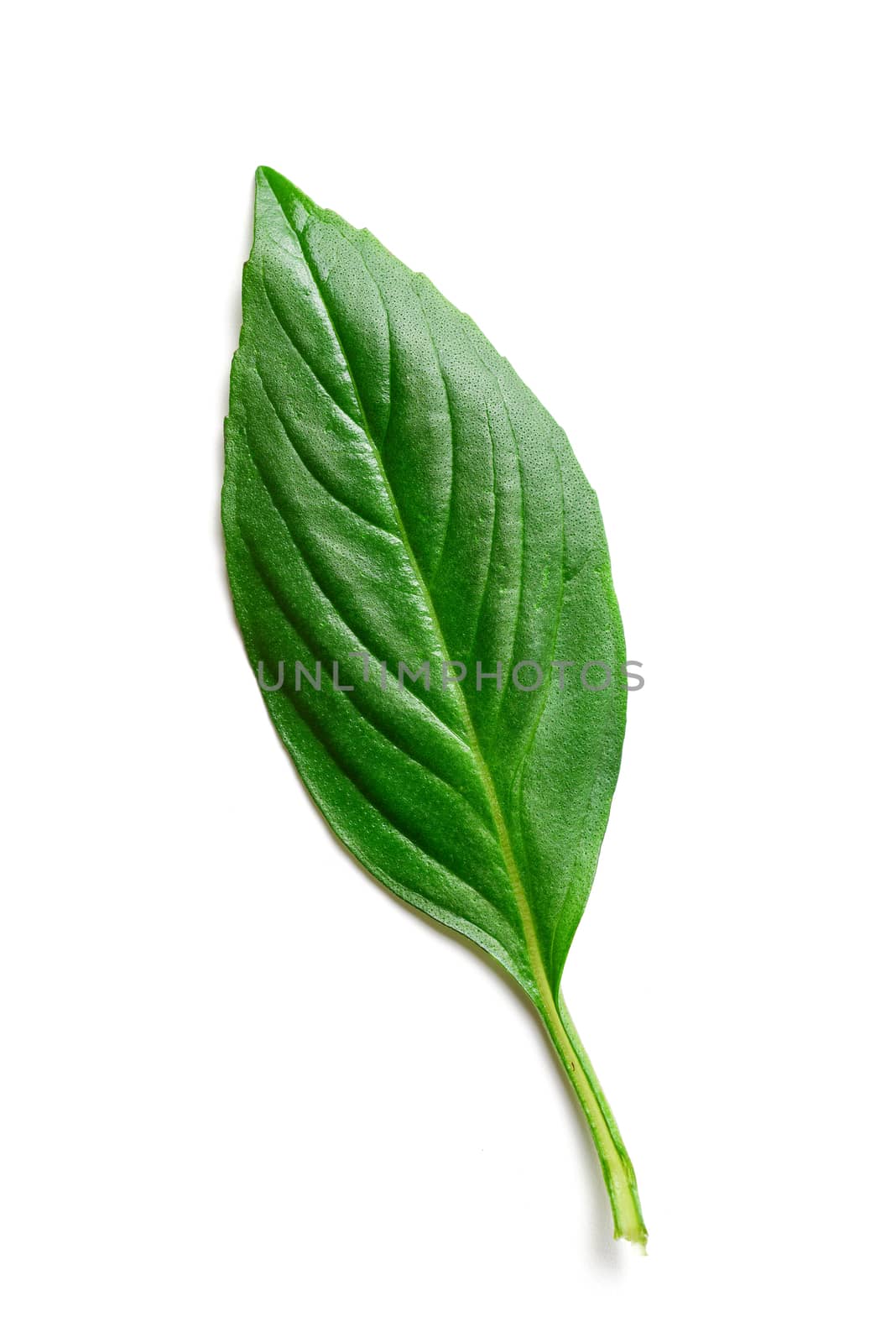 basil leaf isolated on white