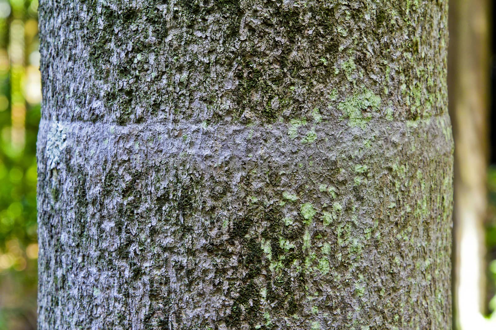 Palm coconut trunk texture details in closeup