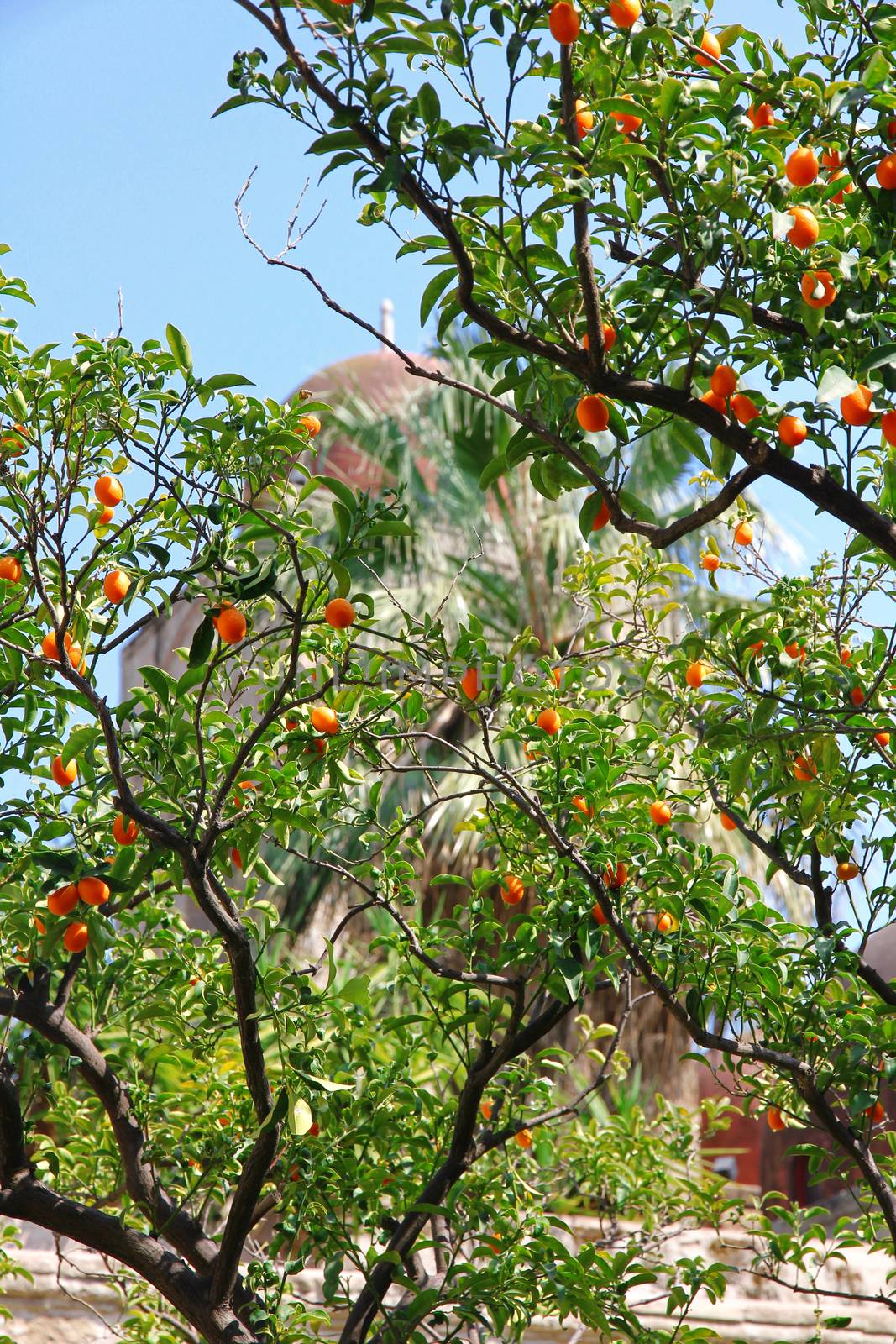 Italy. Sicily island. Palermo city. Orange tree against the San Giovanni degli Eremiti Church in spring