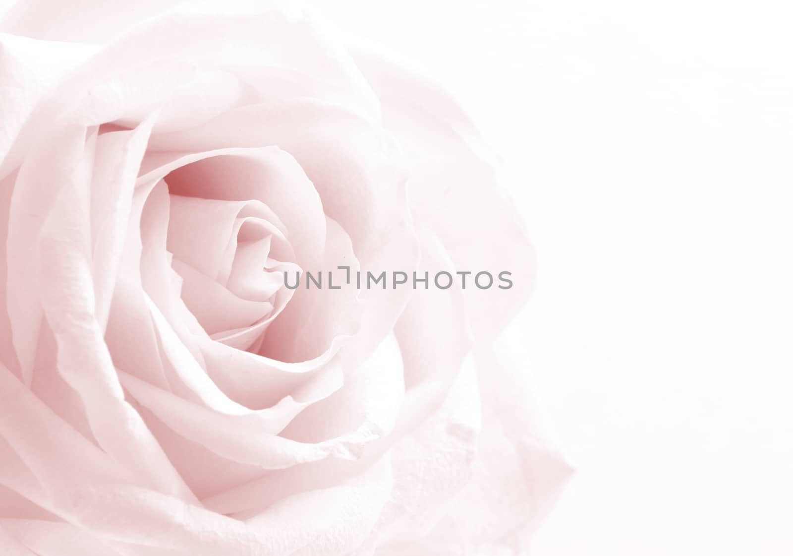 Pink rose close-up as background. Soft focus.  by oxanatravel