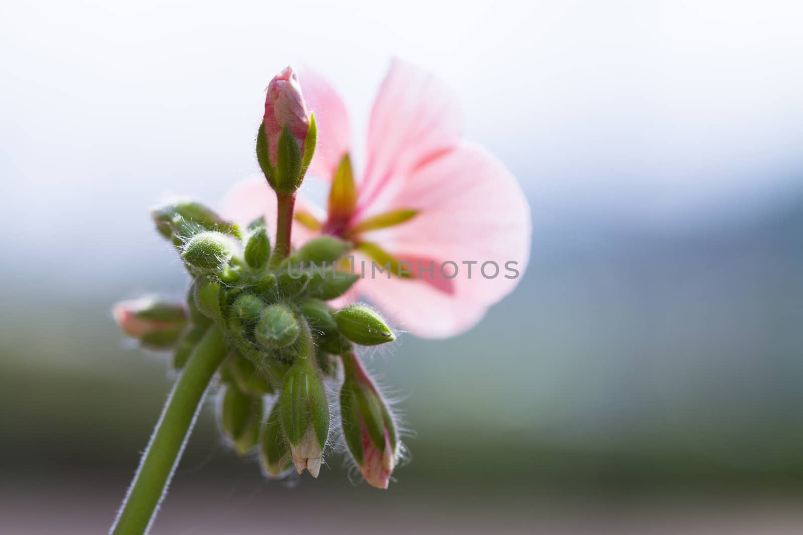 pink flower isolated on white background