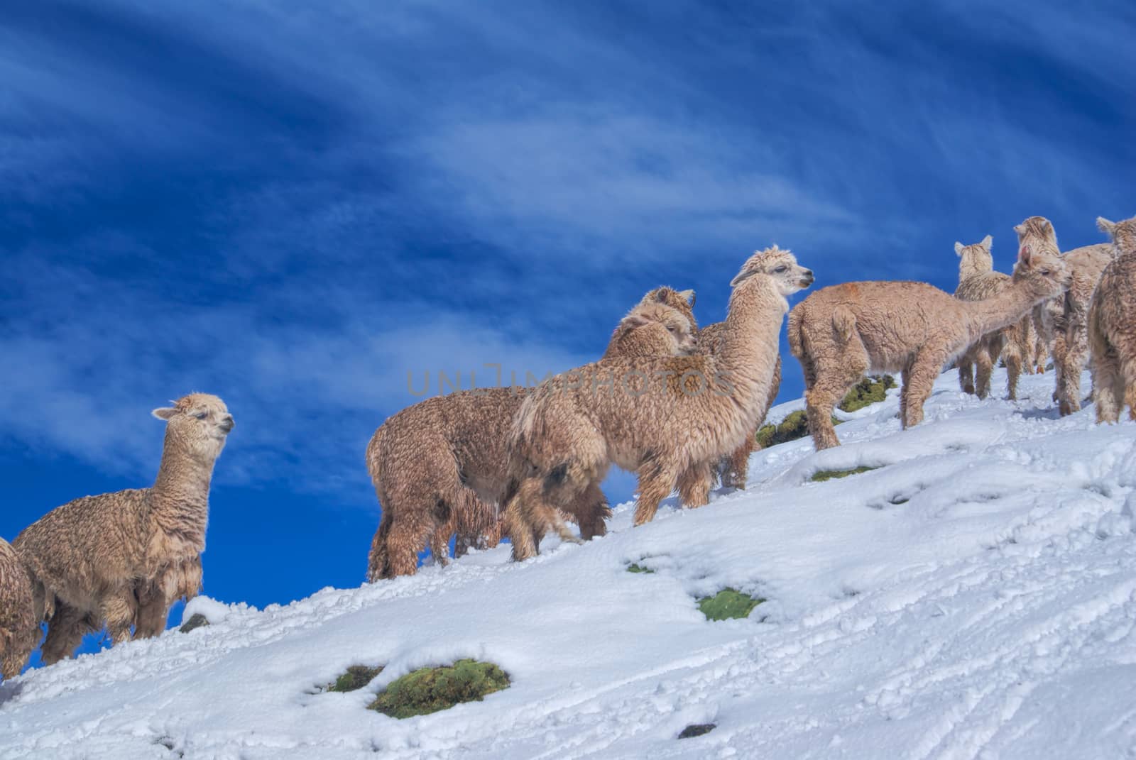 Cute domestic alpacas on snow in high altitudes in peruvian Andes, south America