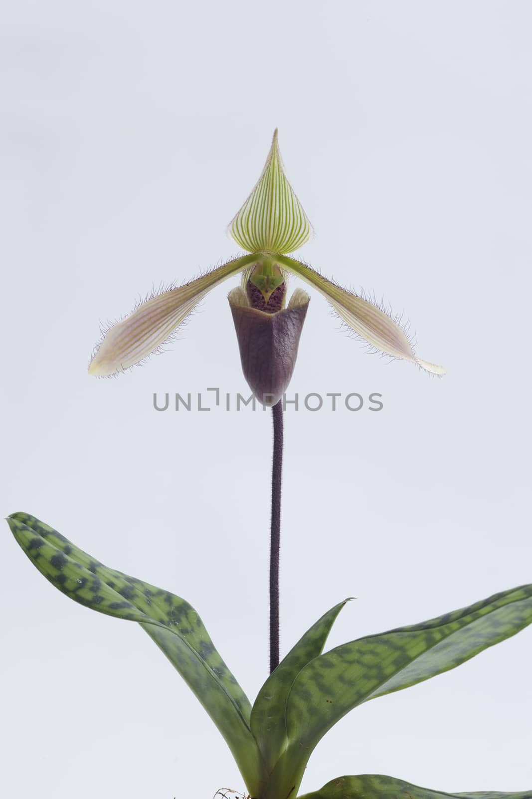 Paphiopedilum, often called the Venus slipper, is a genus of the Lady slipper orchid subfamily Cypripedioideae of the flowering plant family Orchidaceae