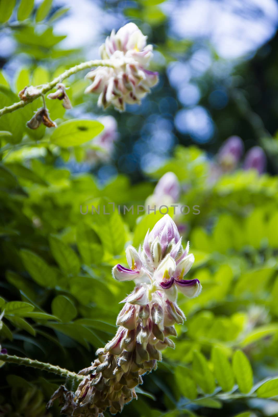 The pink springtime blooms of a flowering currant bush.