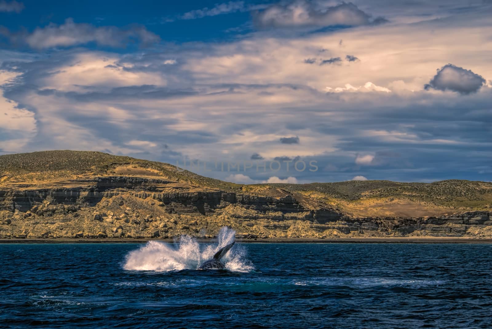 Whale splashing by MichalKnitl
