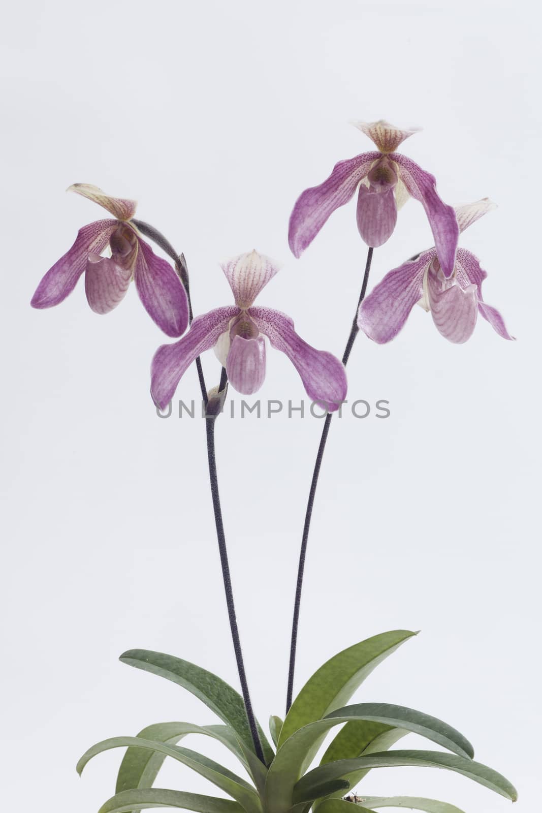 Paphiopedilum, often called the Venus slipper, is a genus of the Lady slipper orchid subfamily Cypripedioideae of the flowering plant family Orchidaceae