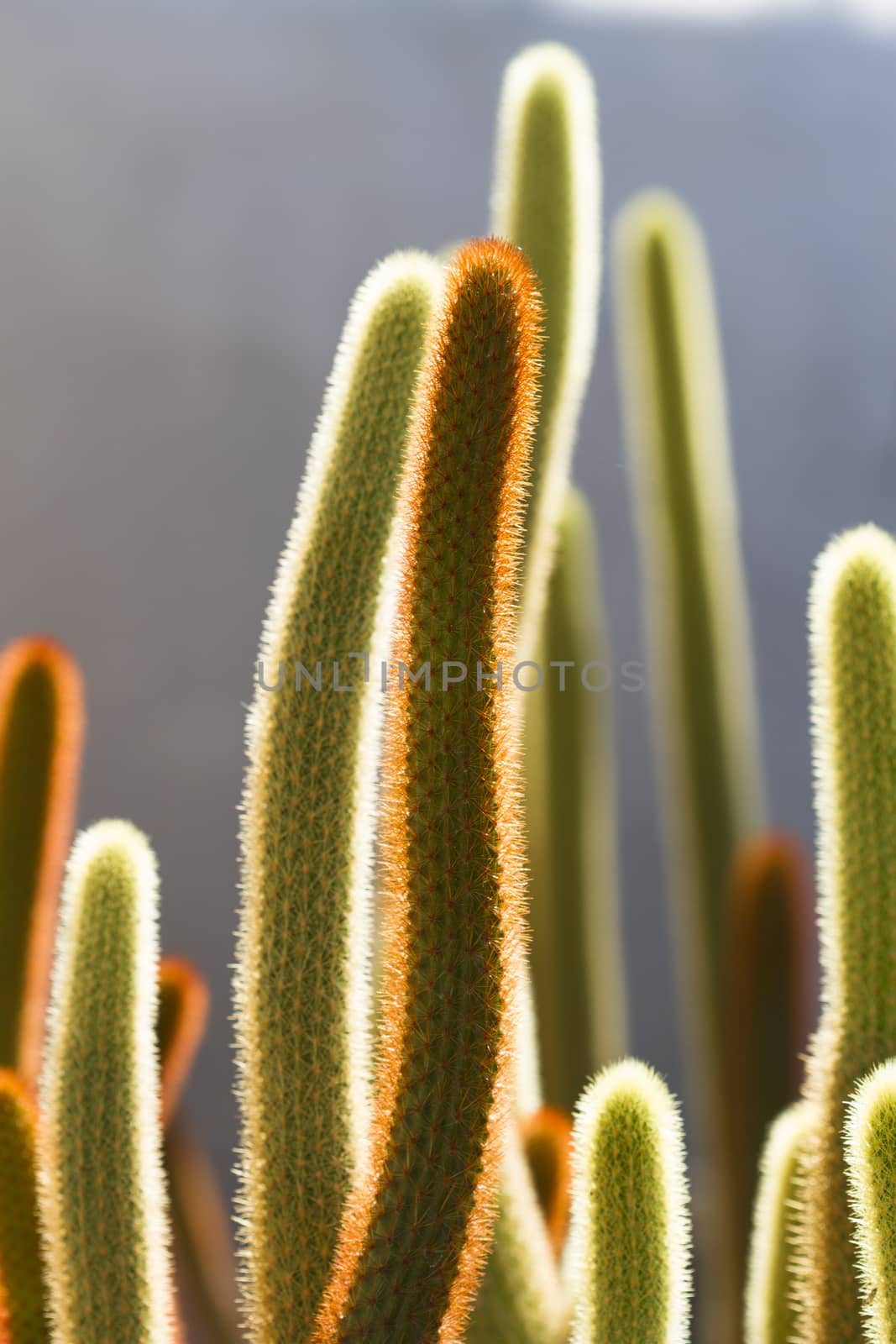 Cactus on stone desert