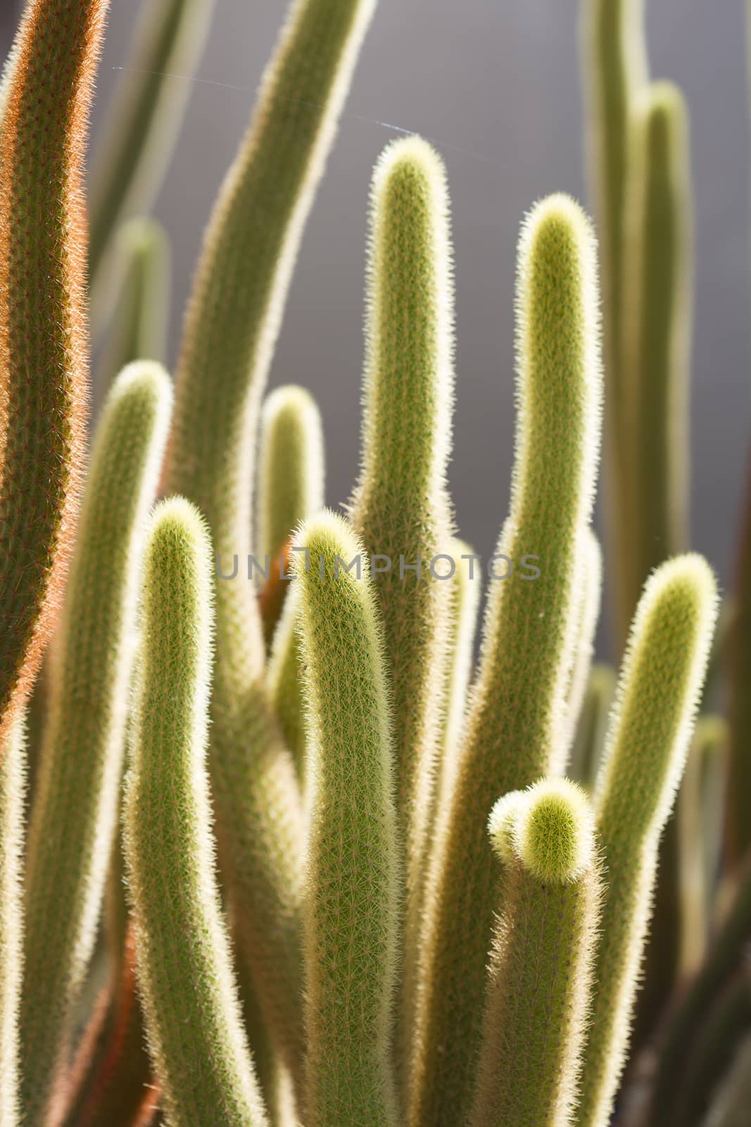 Cactus on stone desert