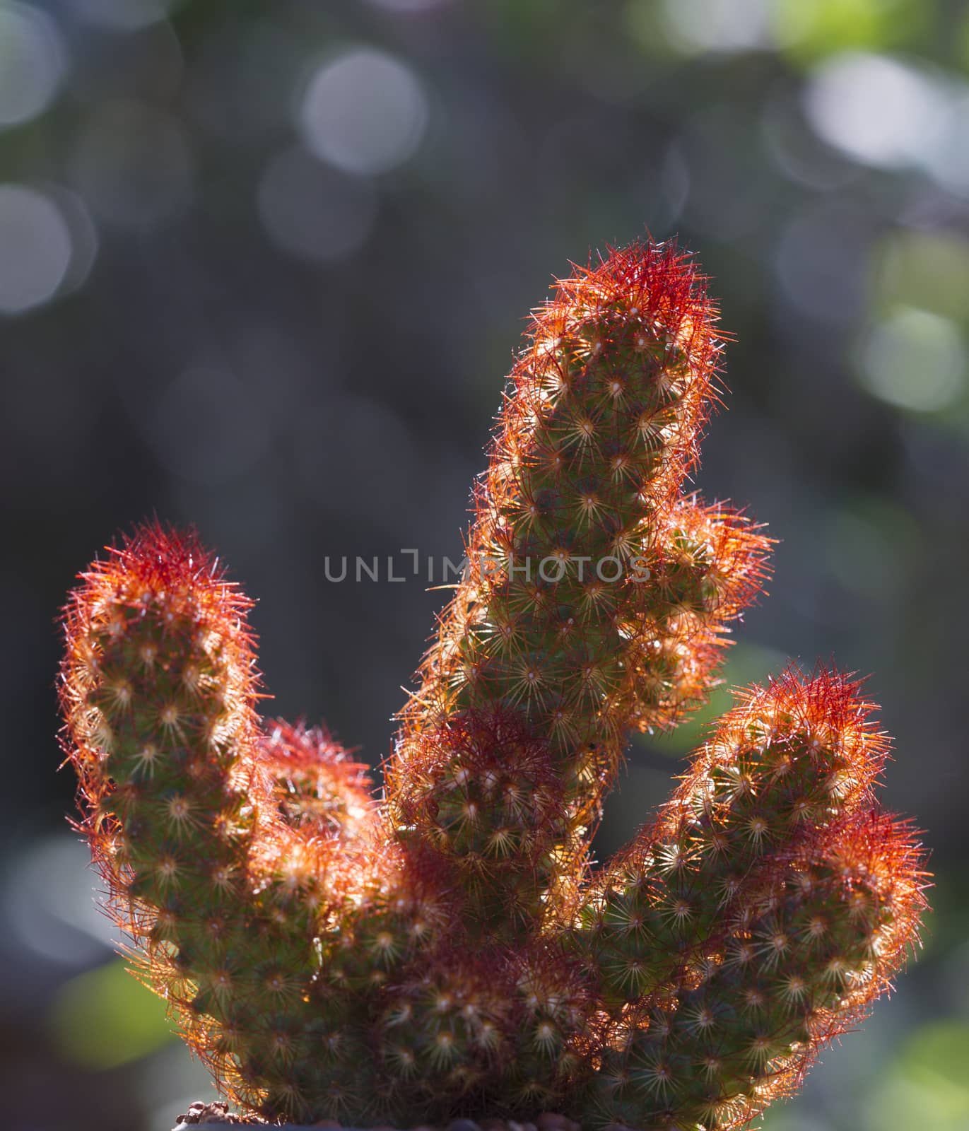 Cactus on stone desert