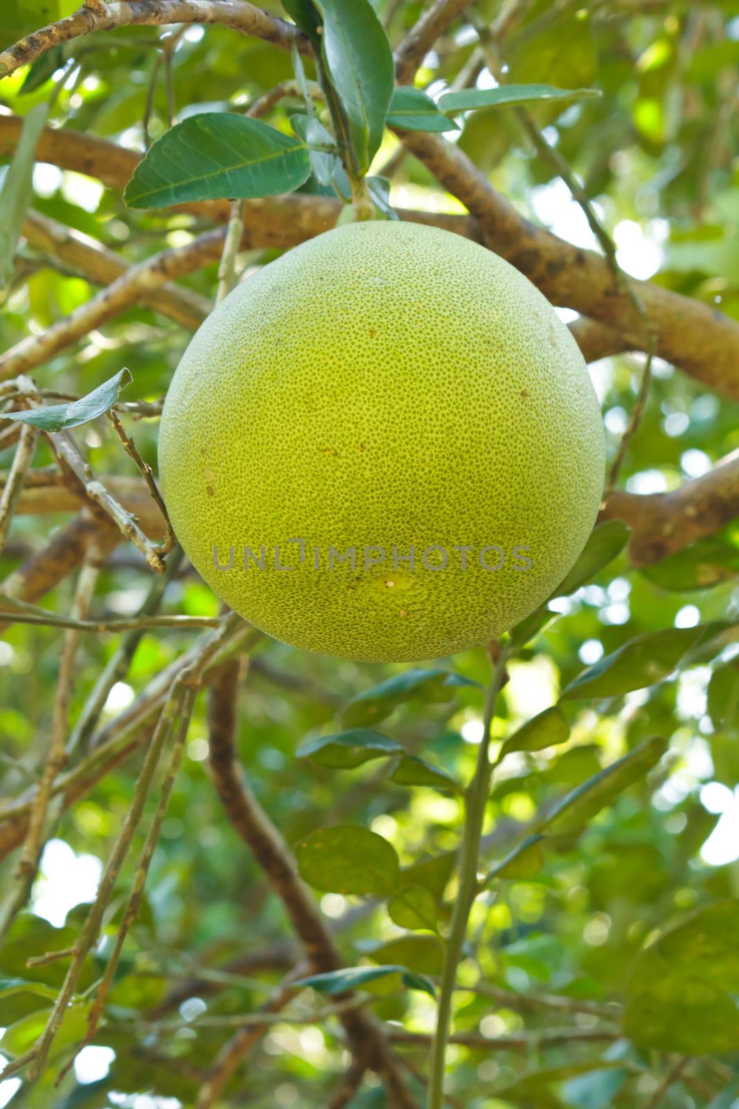 green grapefruit growing on tree, thailand.