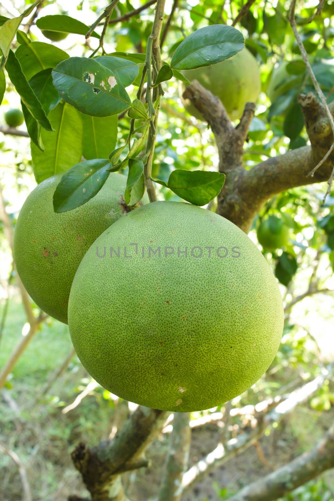 Green grapefruit growing on tree. by Tachjang